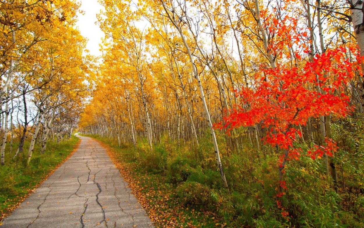 Рябина и кедр