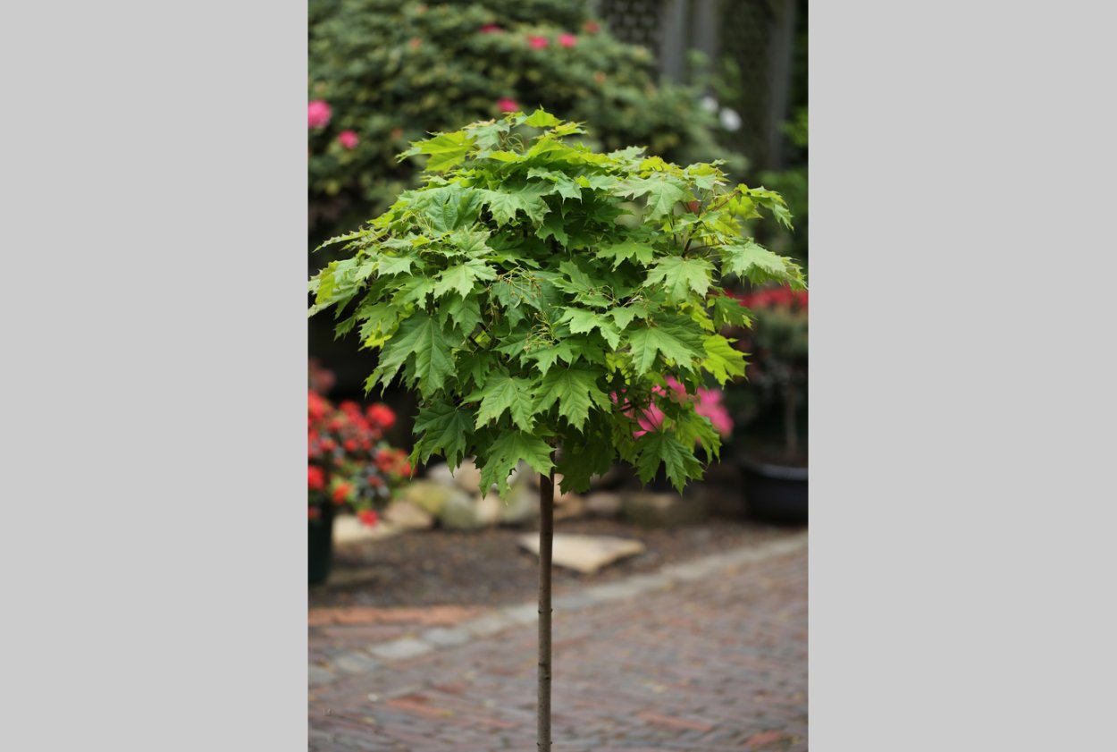 Декоративный клён Гиннала