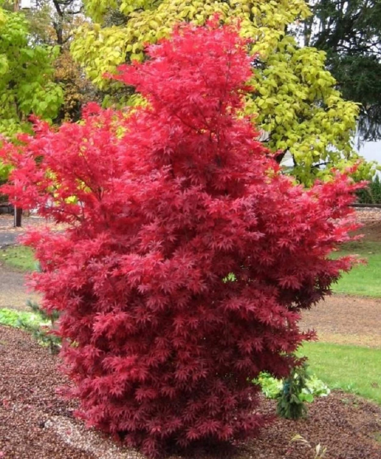 Acer palmatum dissectum viridis