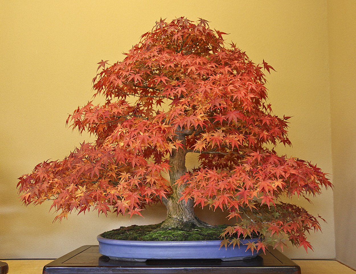 Acer (клен) mandshuricum