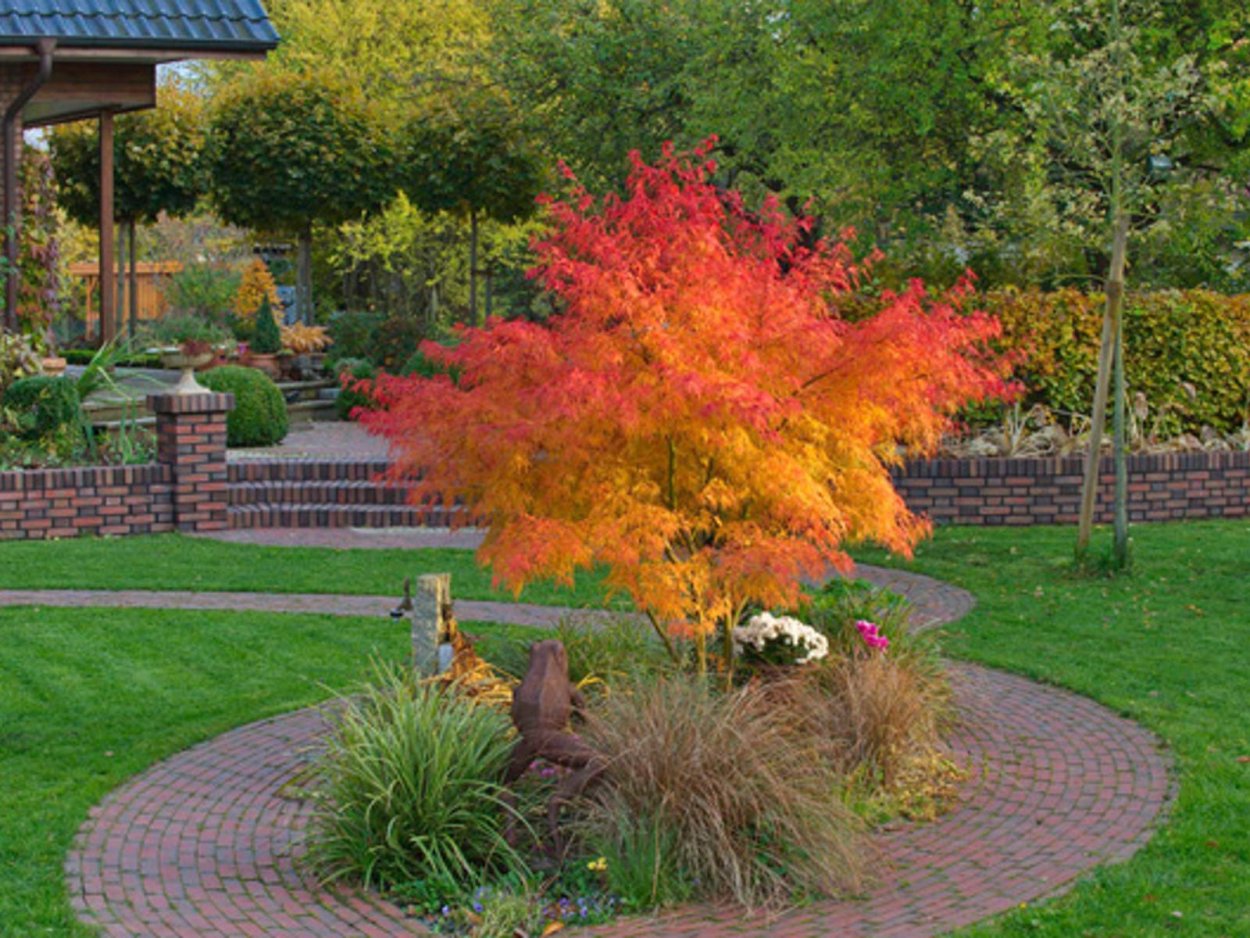 Клен на приусадебном участке