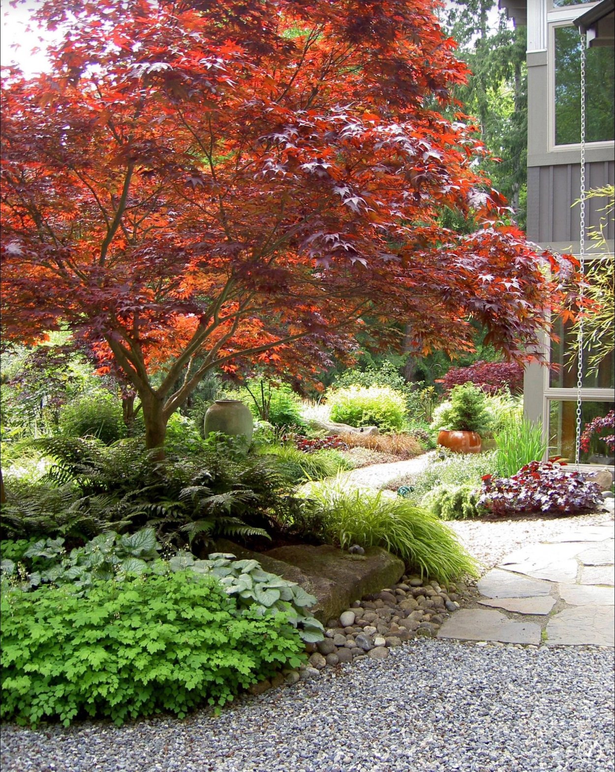 Acer palmatum Skeeters Broom
