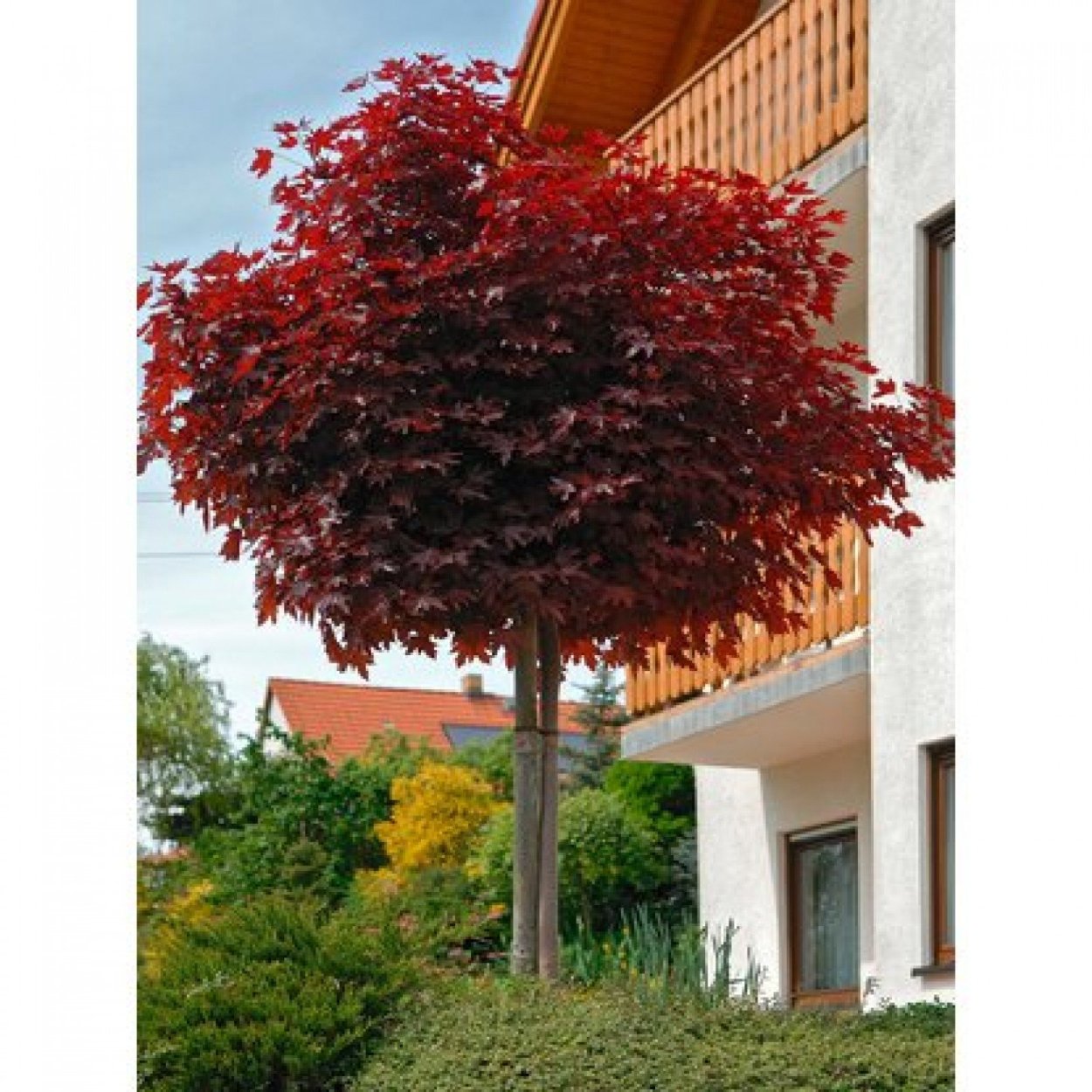 Acer palmatum Ukigumo