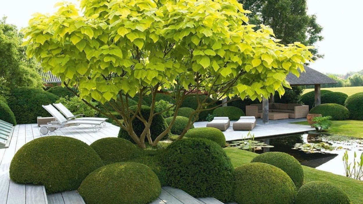 Японский клен Гиннала