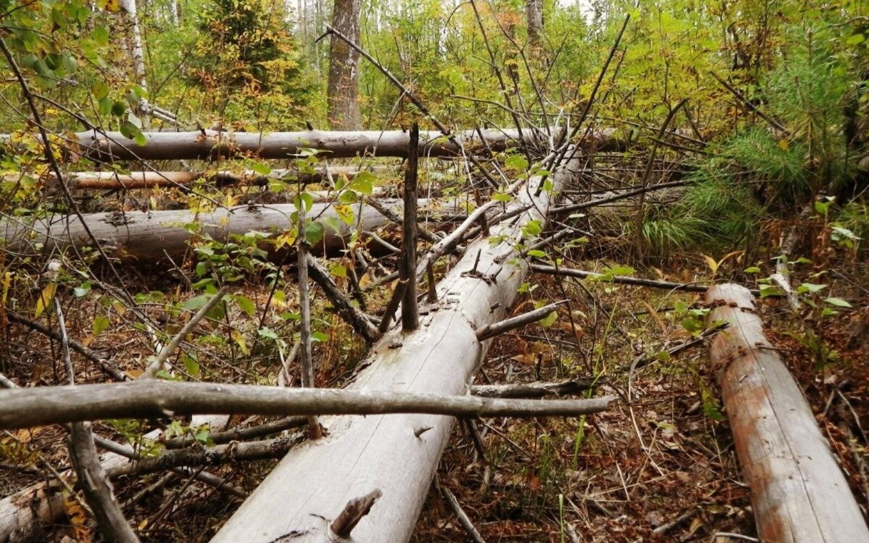 Сухостой в лесу