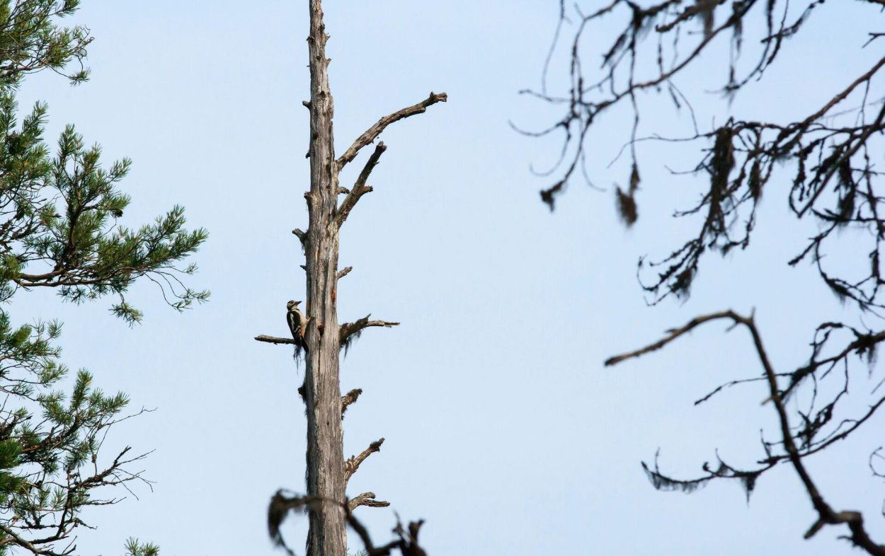 Сухостойные деревья