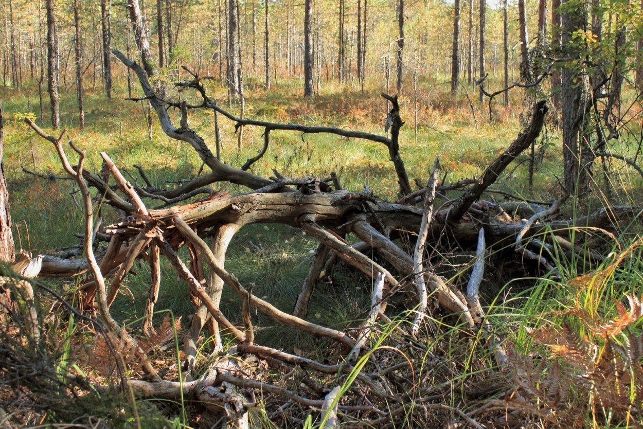 Лесные коряги