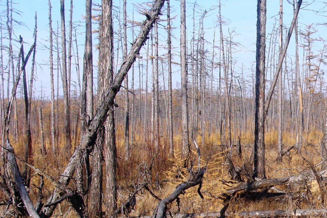 Лиственница сухостой