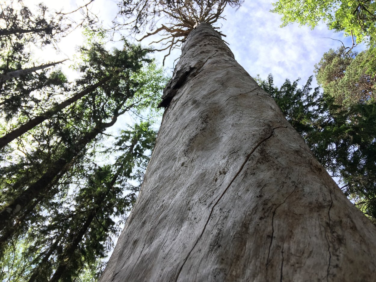 Сухостойная сосна кело