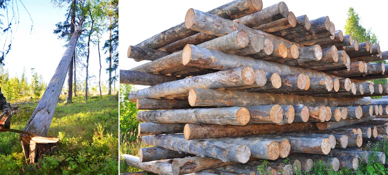 Сухая сосна кело