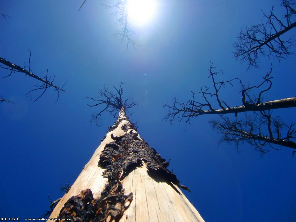 Сухостой дерево