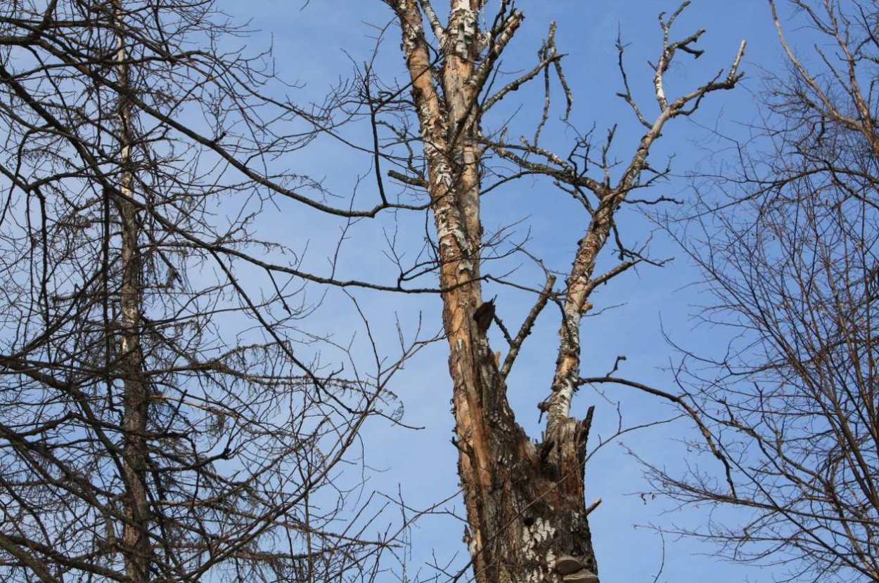 Сухостой береза