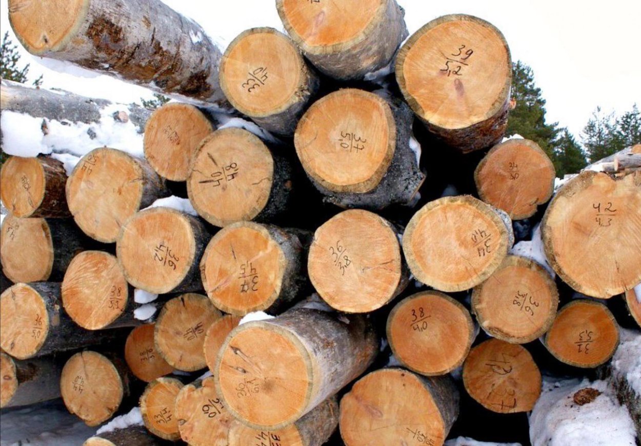 Сухостой кело