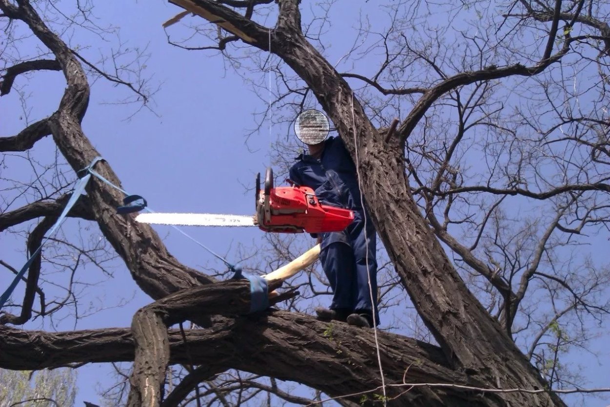 Спиливание веток высоких деревьев