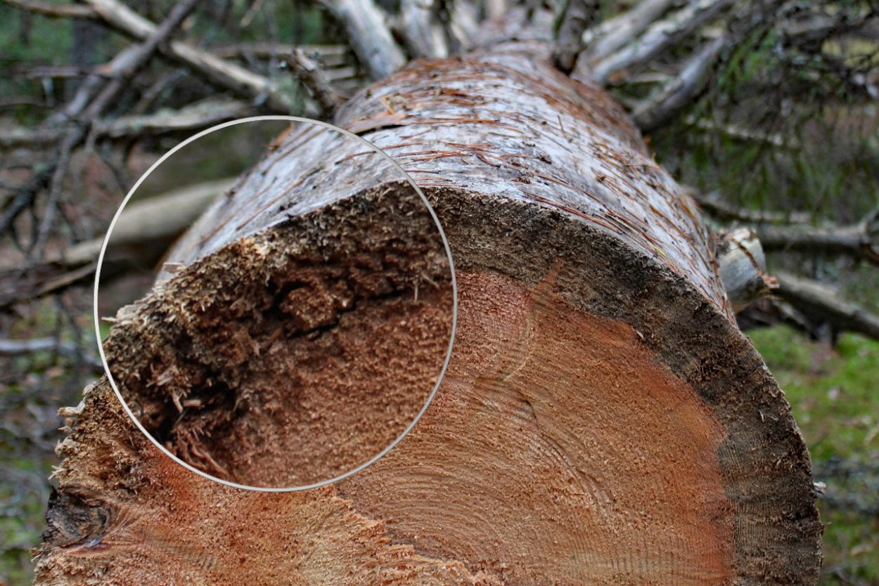 Сухостой без коры