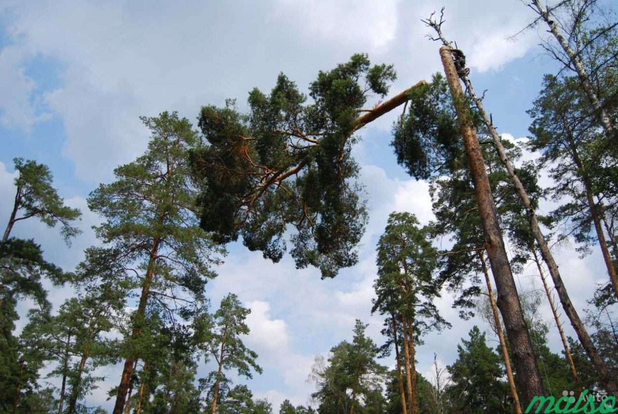 Верено сухостойное дерево