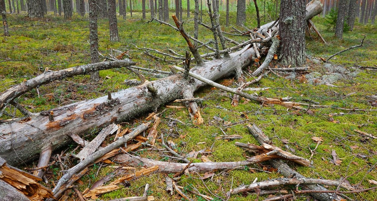 Валежник и лиственницы
