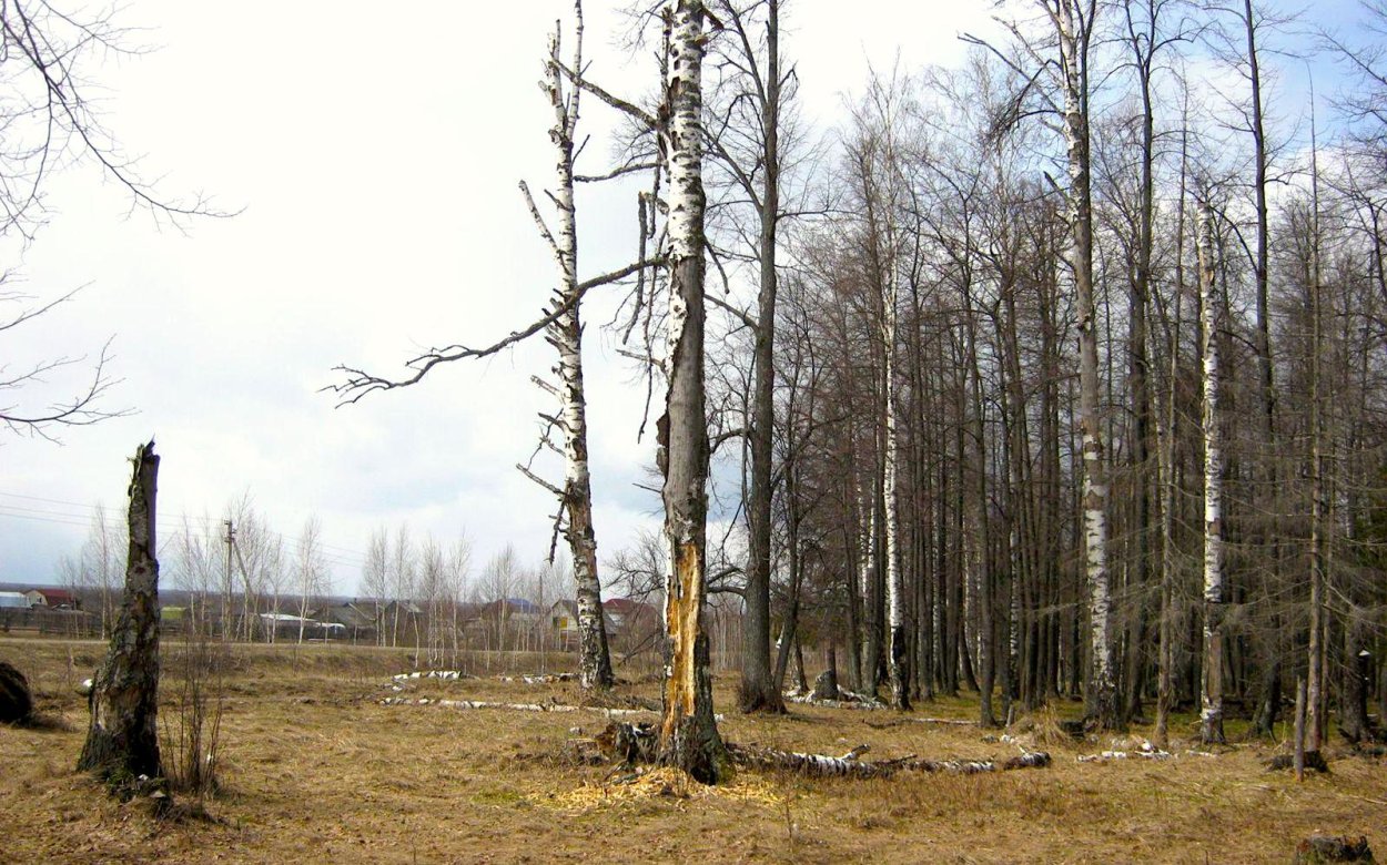 Дерево СУХОСТОИНА