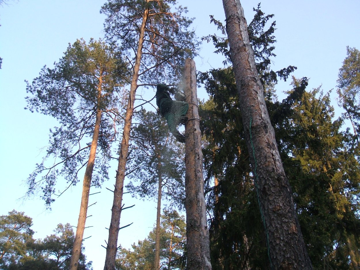 Сухостой береза