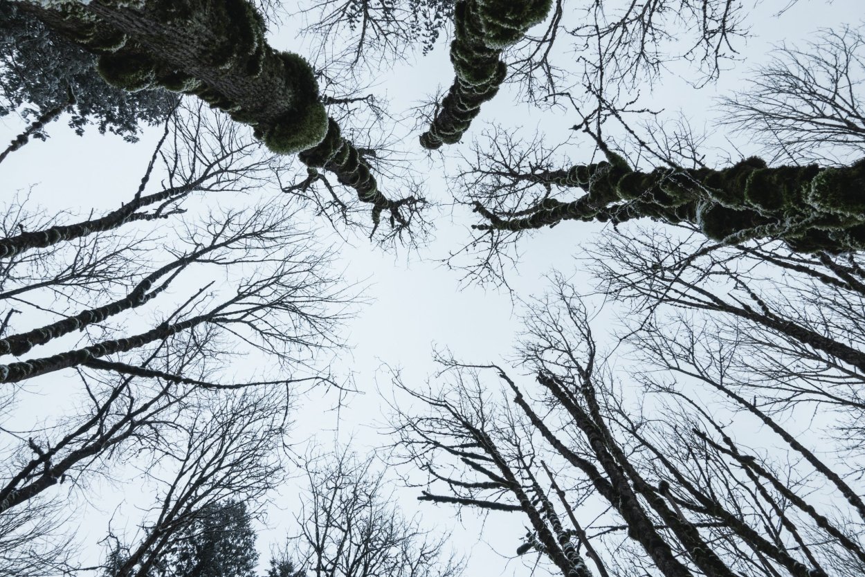 Аварийные деревья юмор