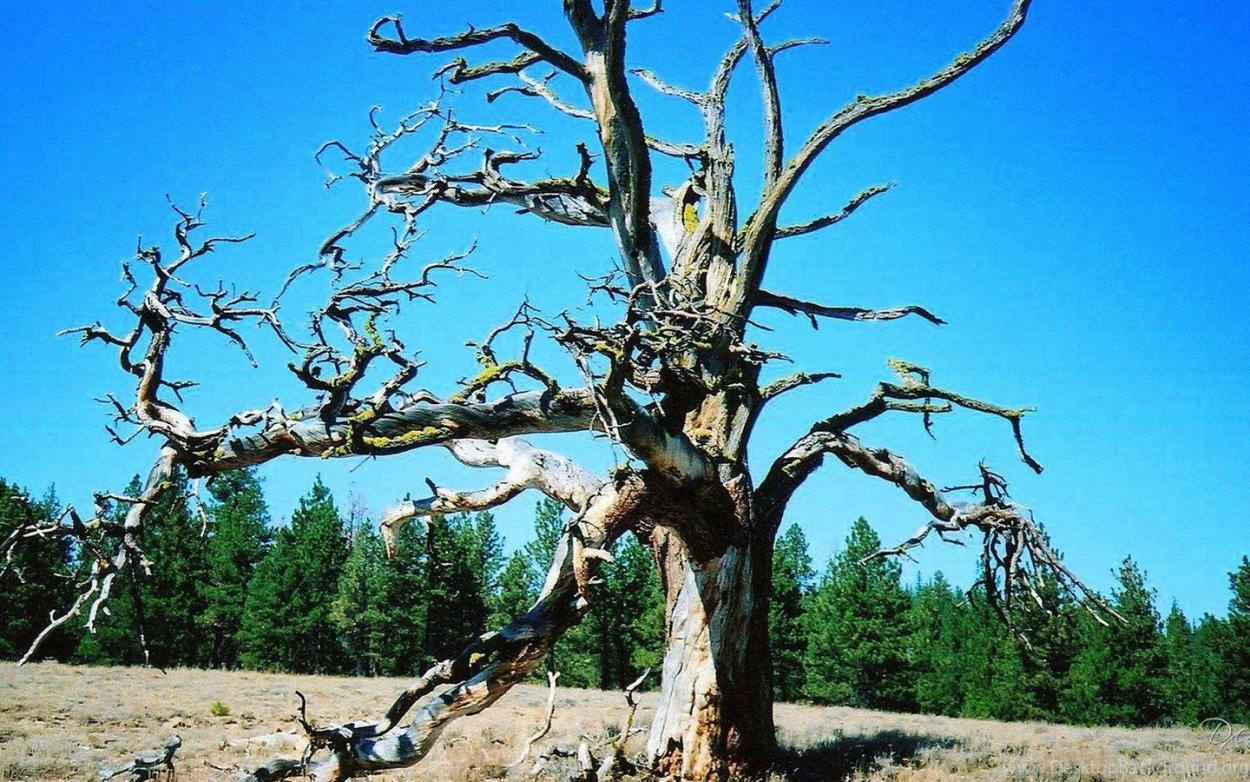 Обрубленное дерево