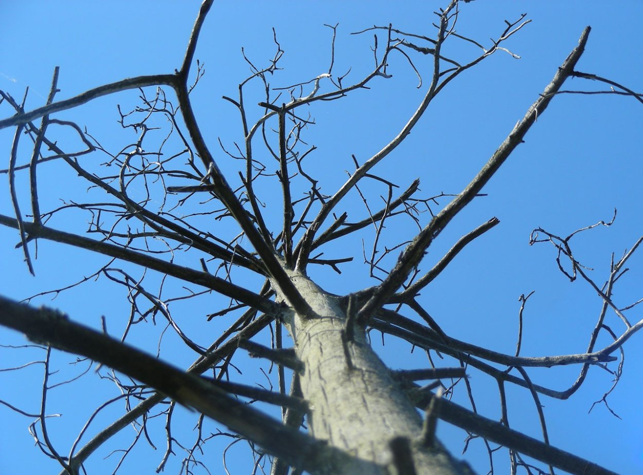 Сухостойные деревья