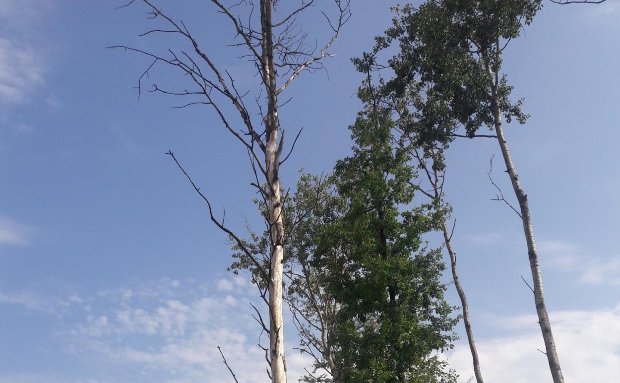 Ясень сухостой