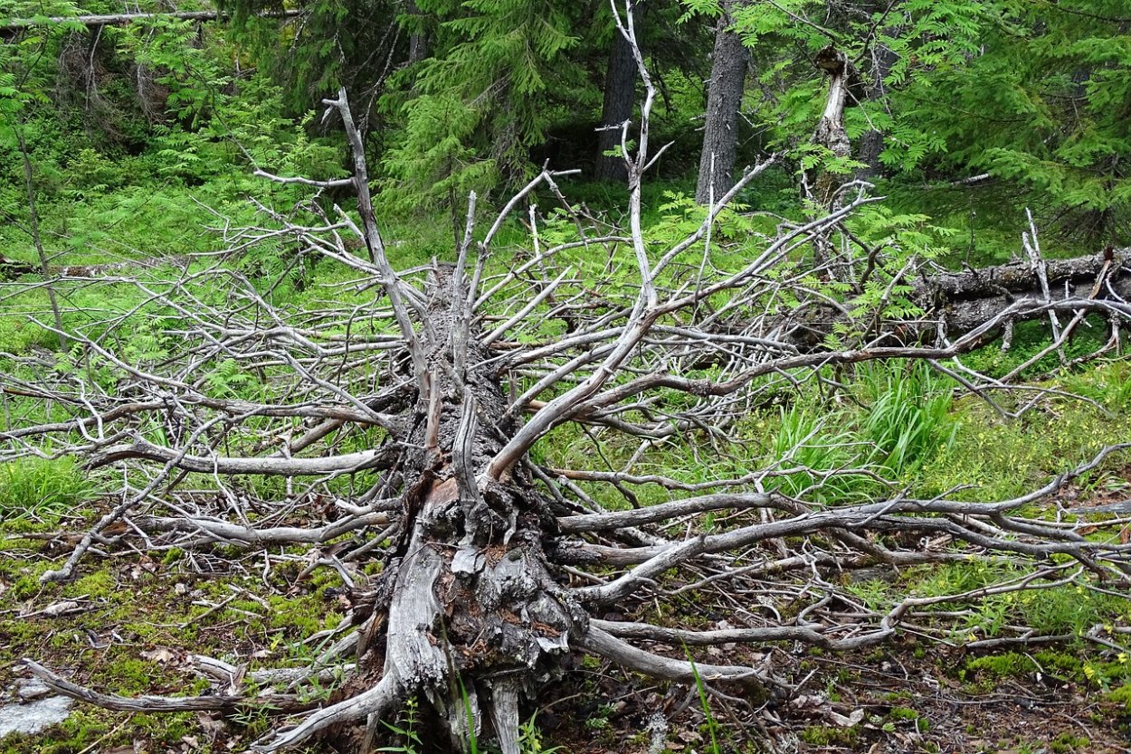 Лиственница сухостой
