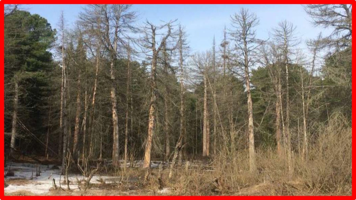 Лесной валежник