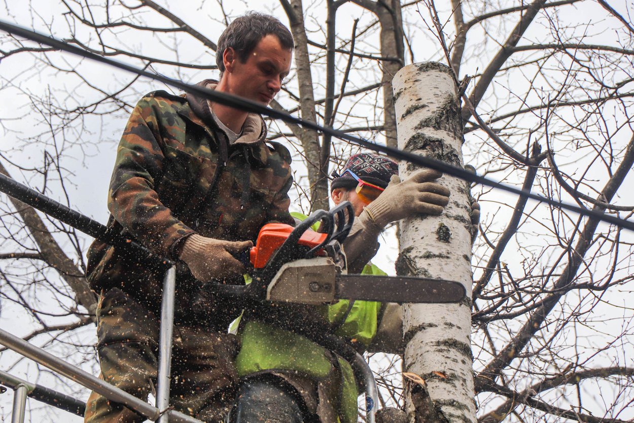 Преимущества городских деревьев