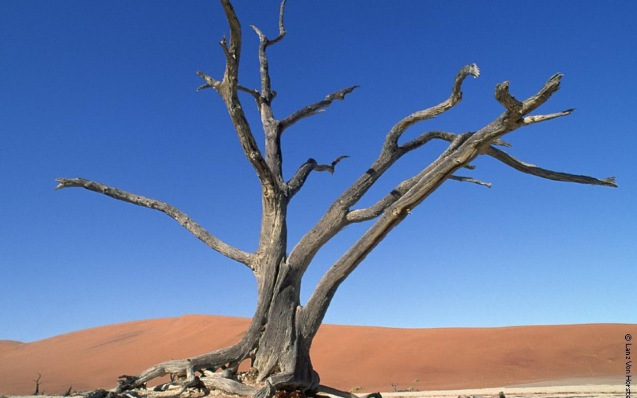 Засохшее дерево в пустыне