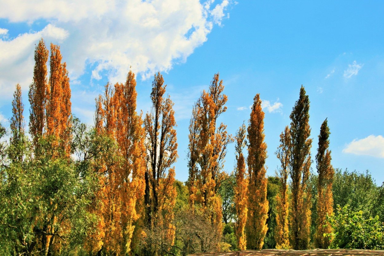 Тополь пирамидальный семена