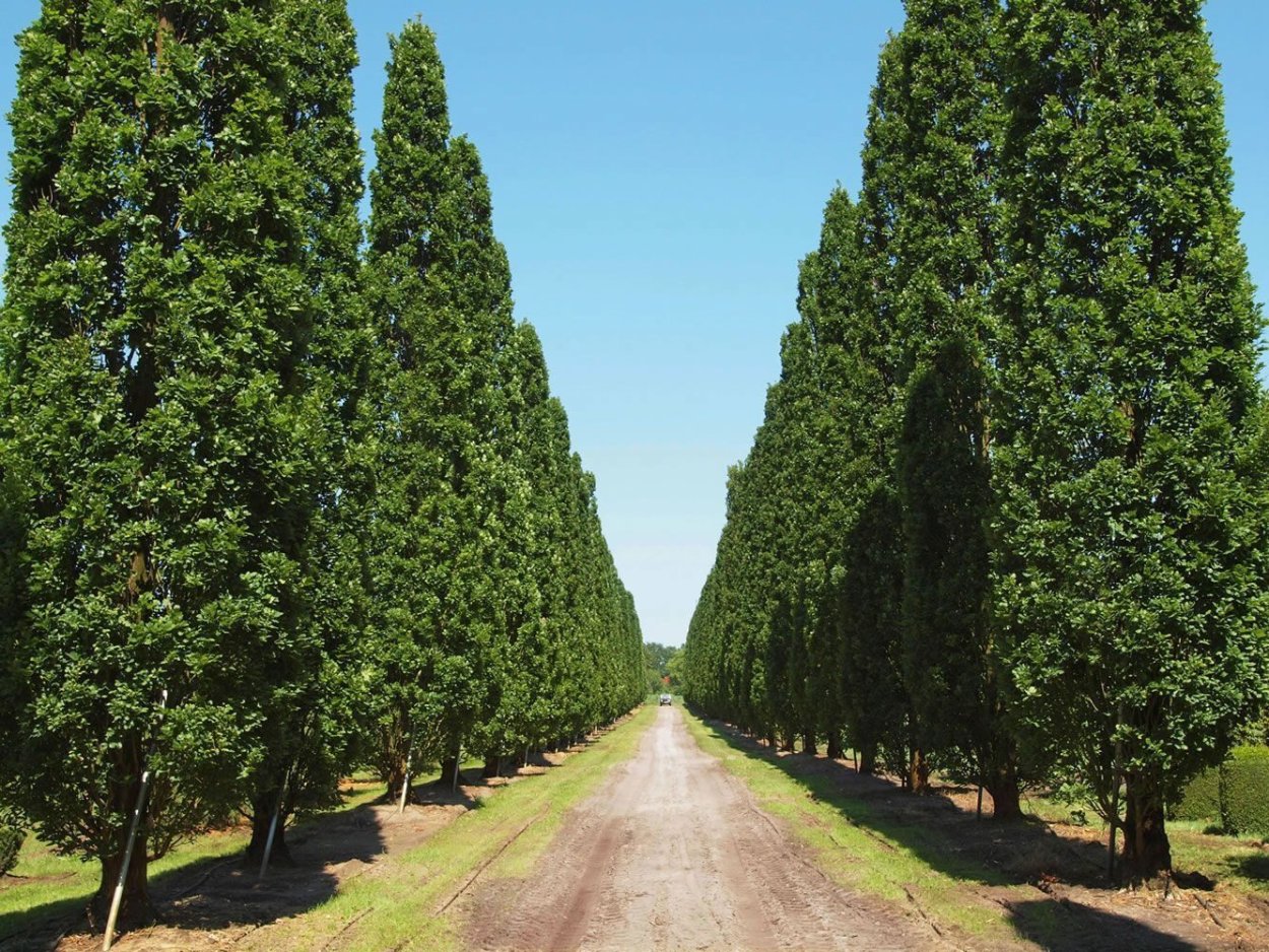 Дуб черешчатый Фастигиата