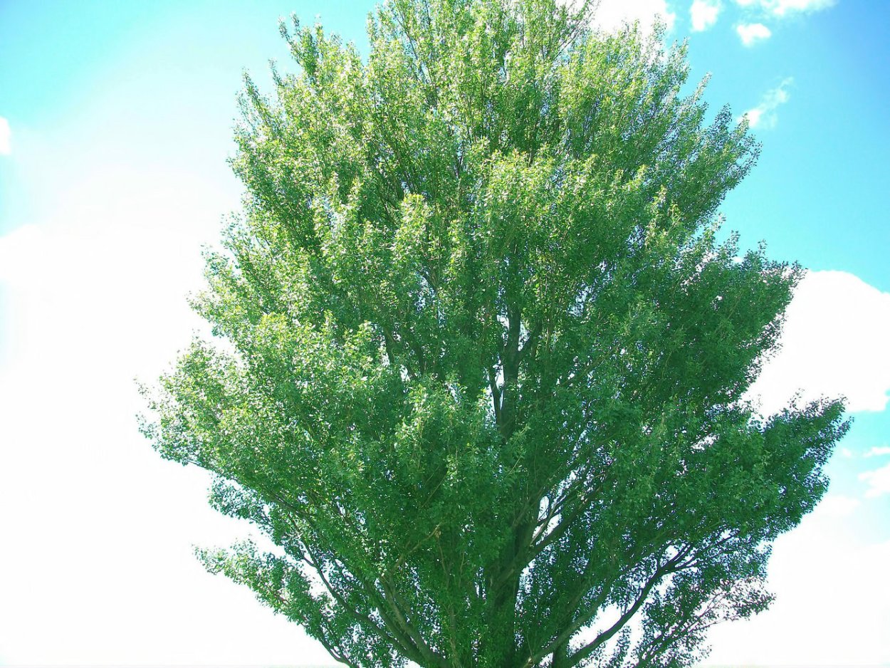 Тополь раскидистый