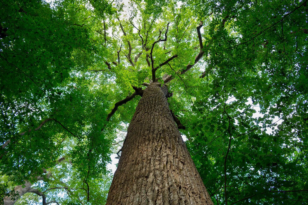 Тополь дерево