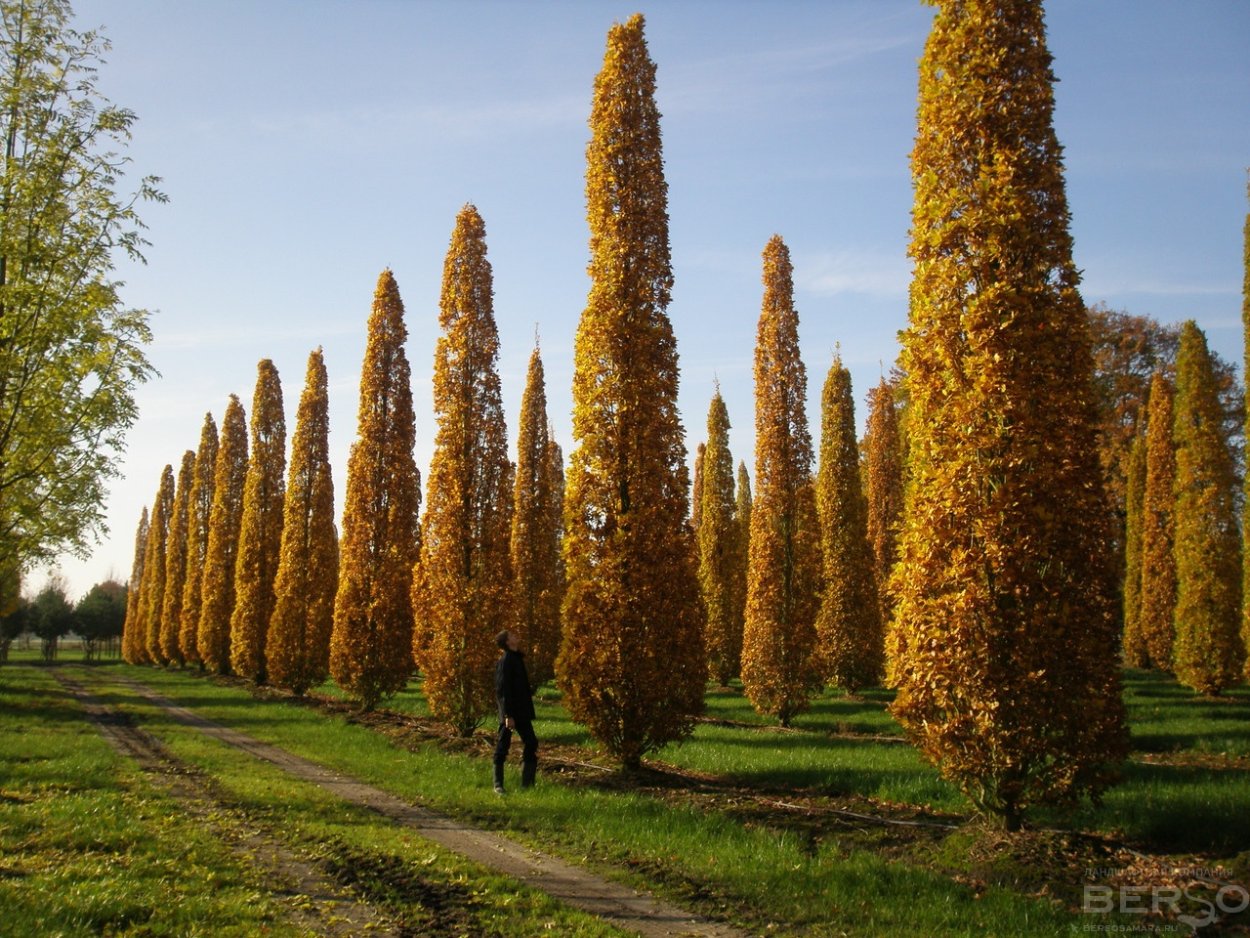 Дуб черешчатый Фастигиата костер