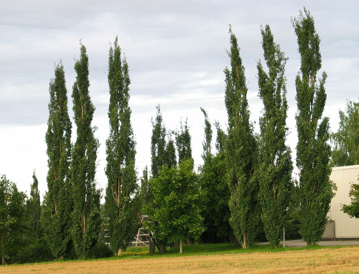 Тополь пирамидальный Populus pyramidalis