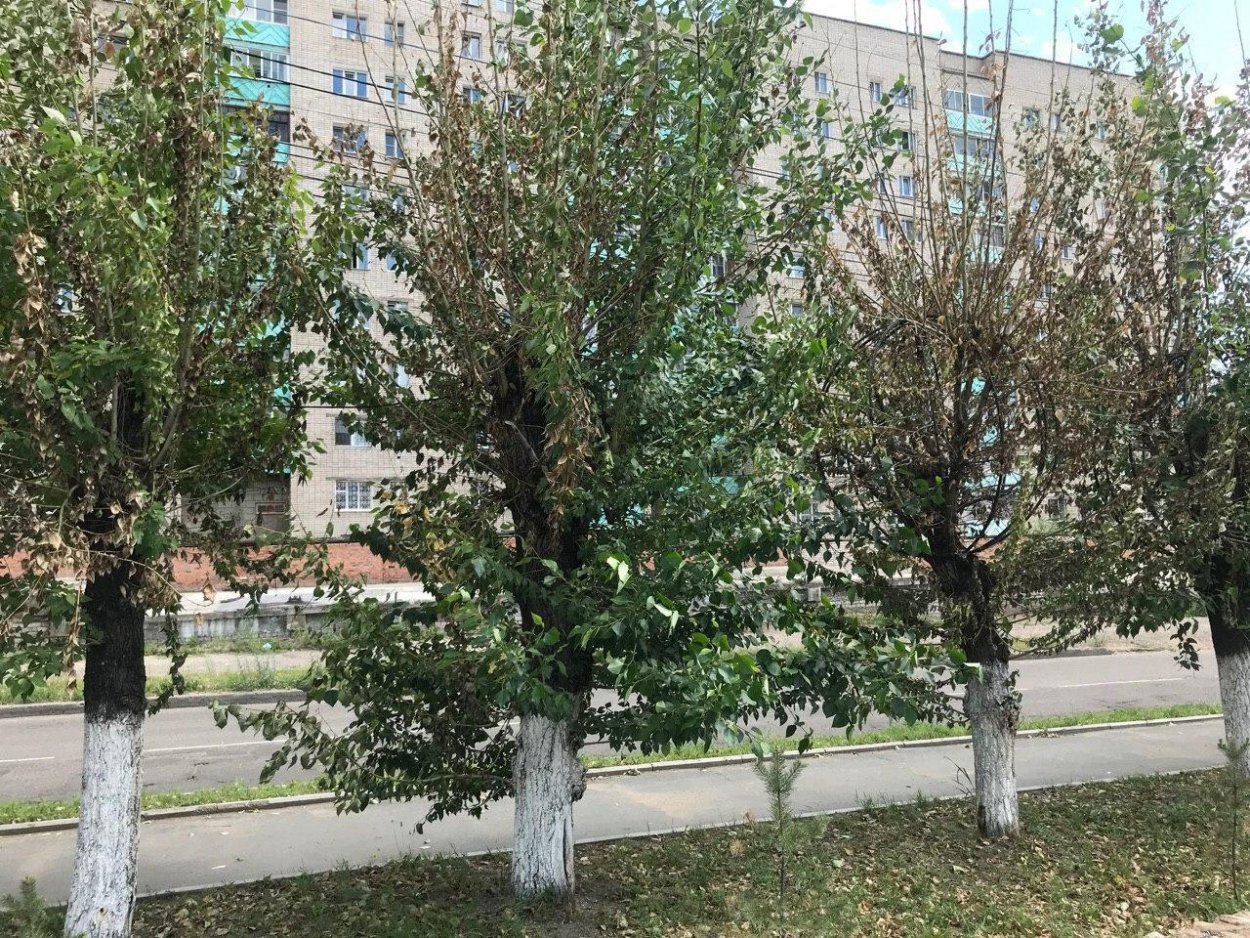 Тополь осинообразный