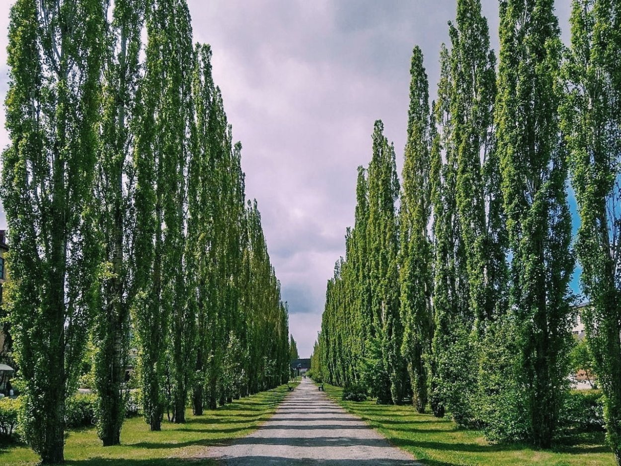 Пирамидальный Тополь Кипарис