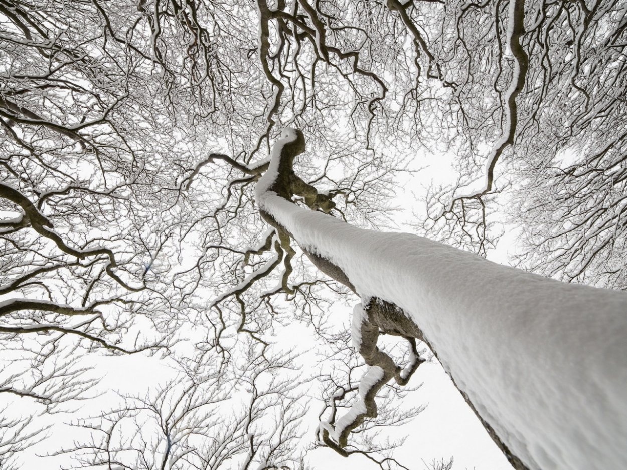 Исполинский Тополь