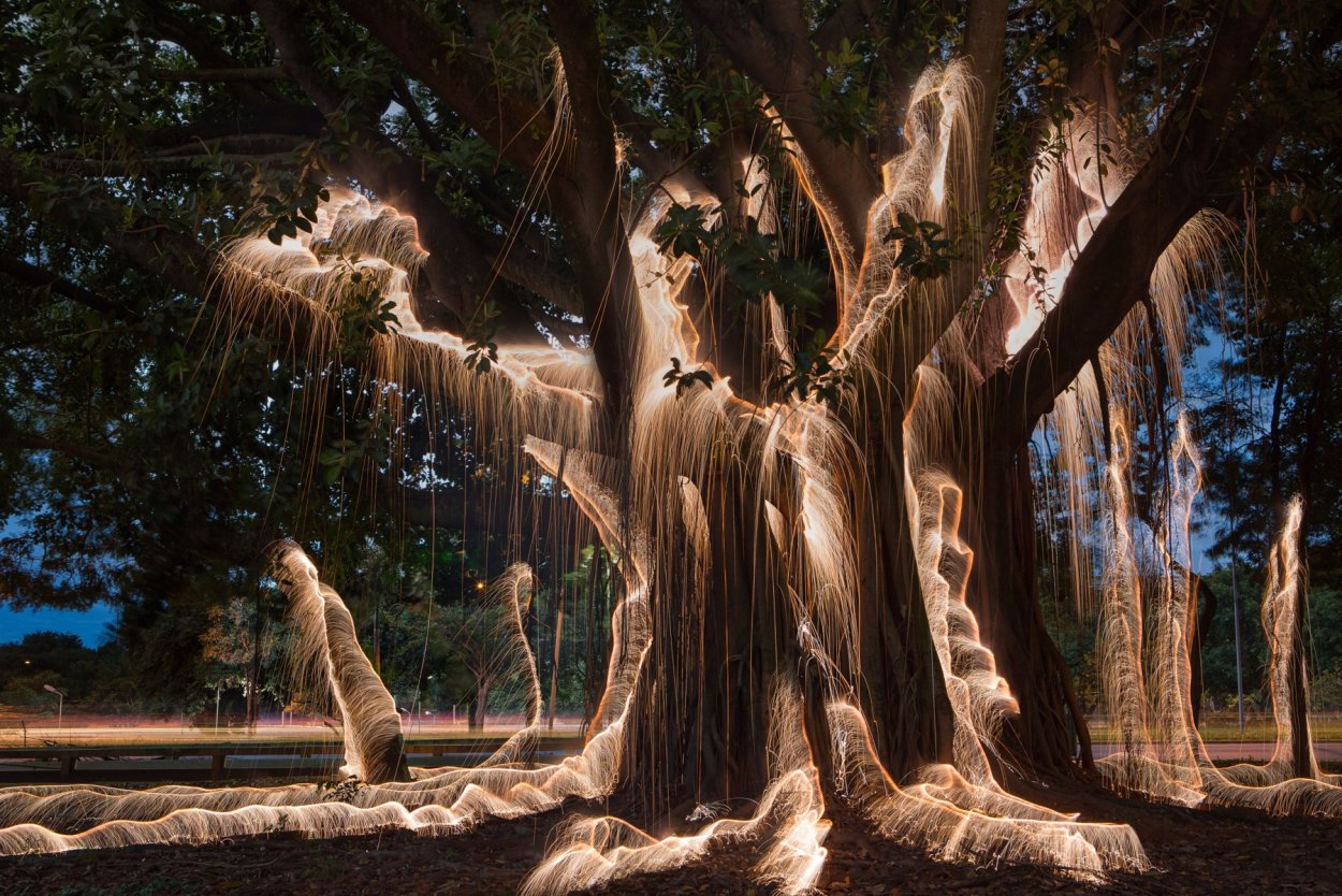 Ствол дерева