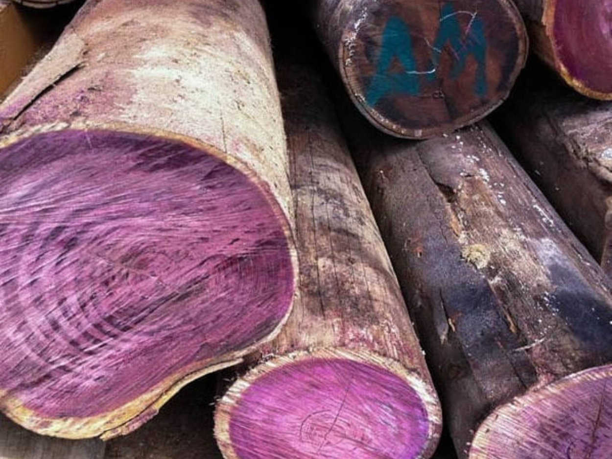 Фиолетовое дерево Амарант