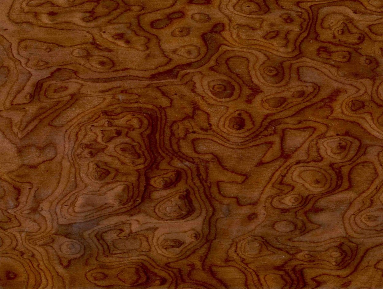 Шпон Капа корень