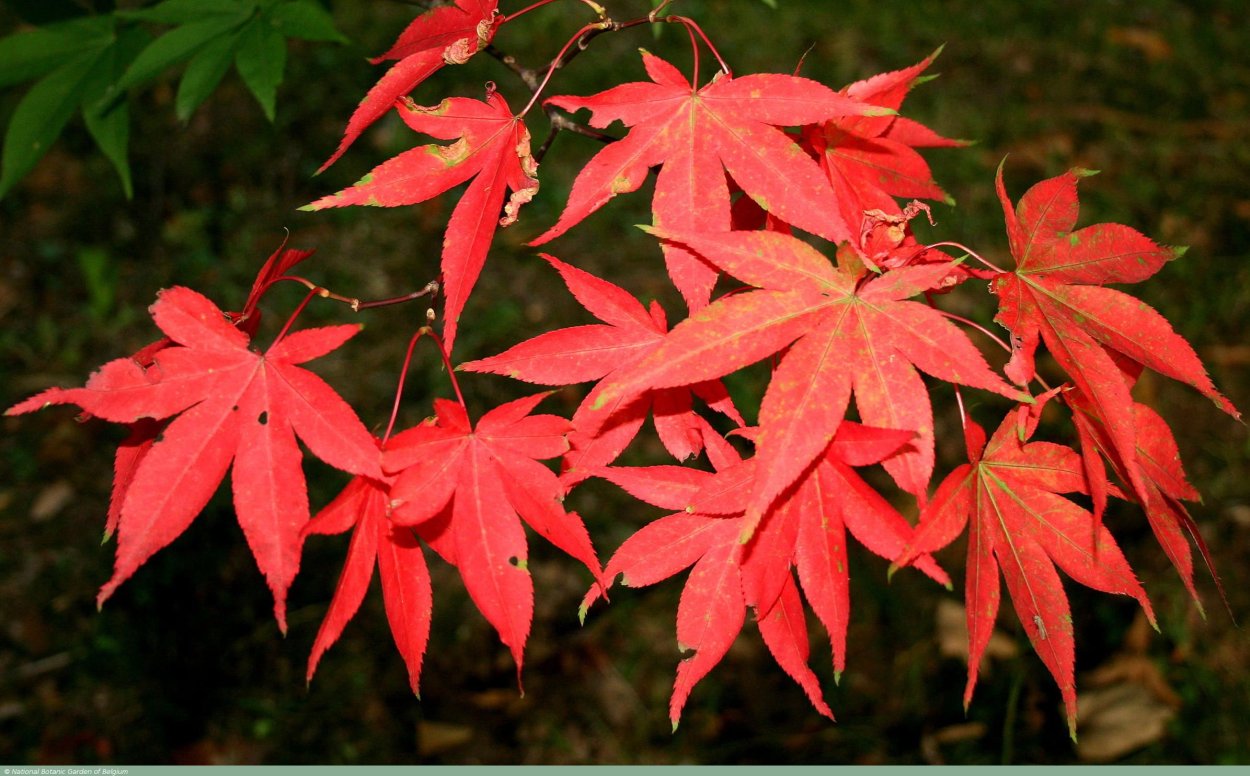 Клен дланевидный веерный