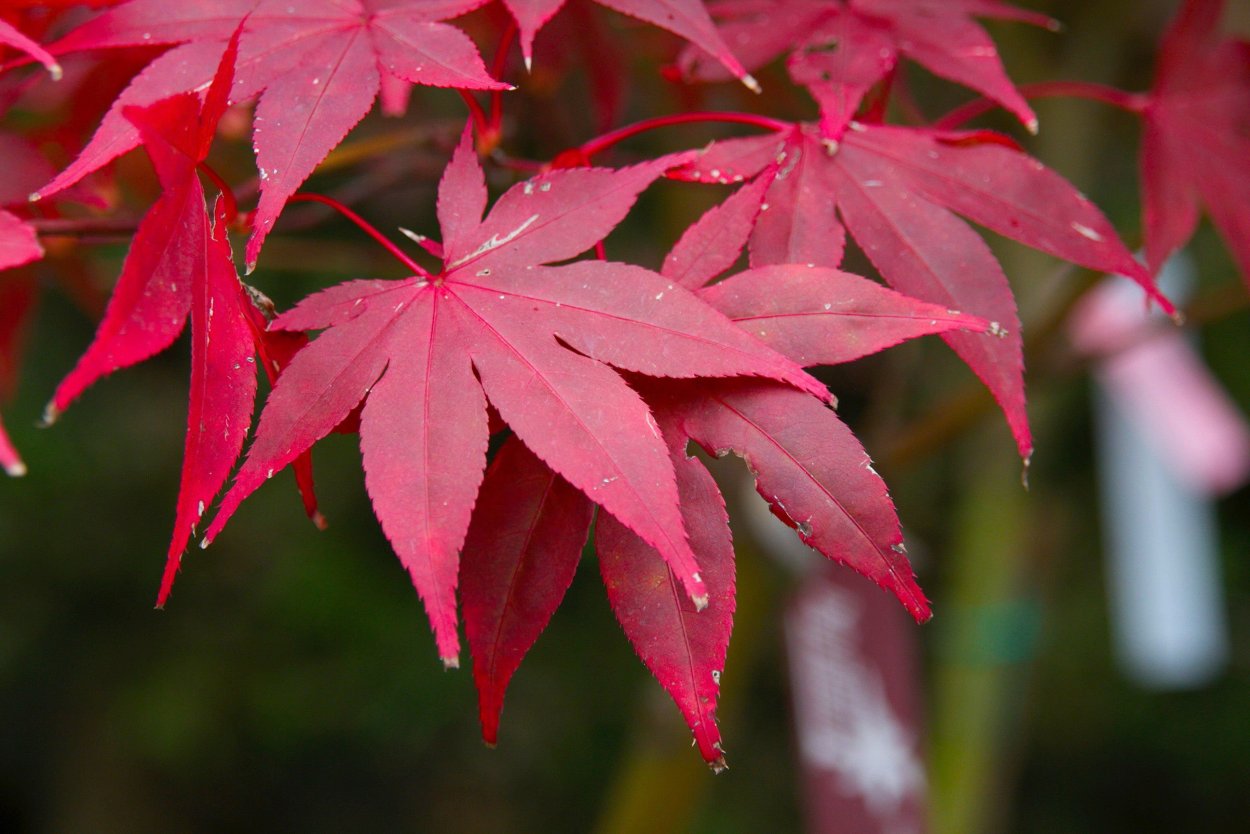 Клен дланевидный Acer palmatum