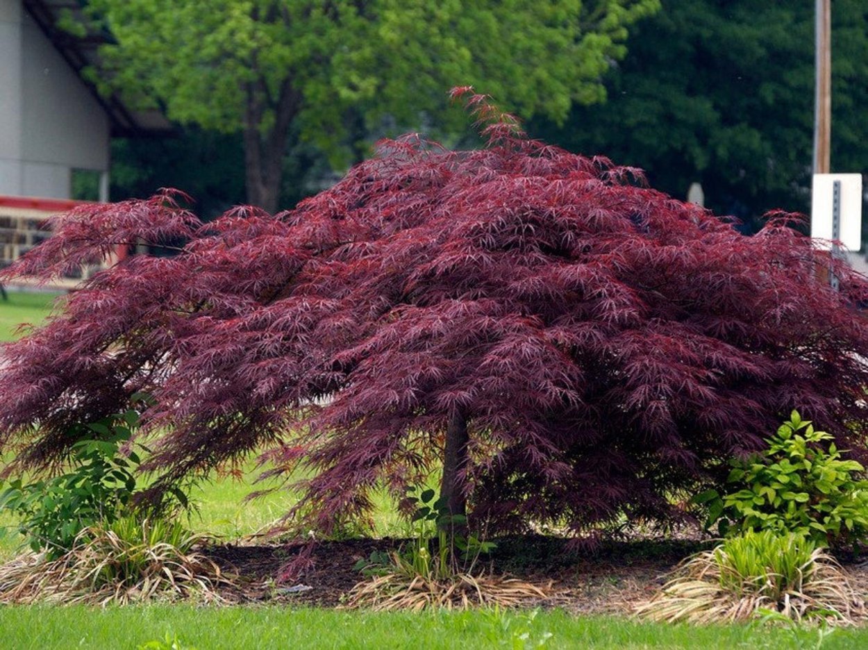 Acer palmatum Atropurpureum бонсай