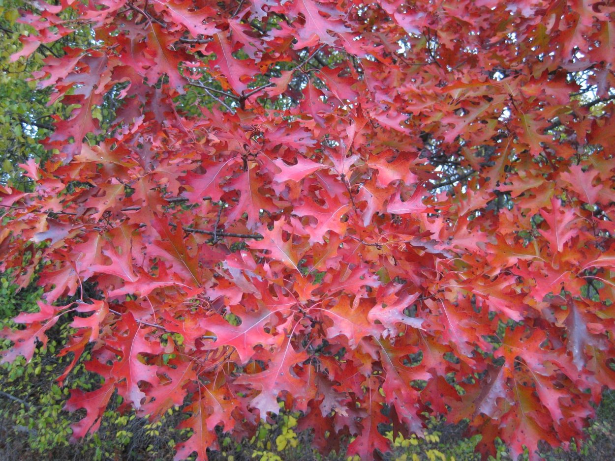 Дуб красный Quercus rubra
