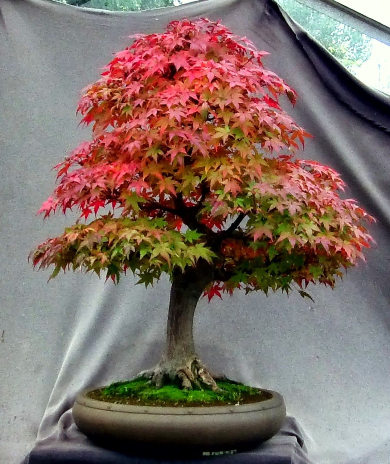 Бонсай Acer palmatum