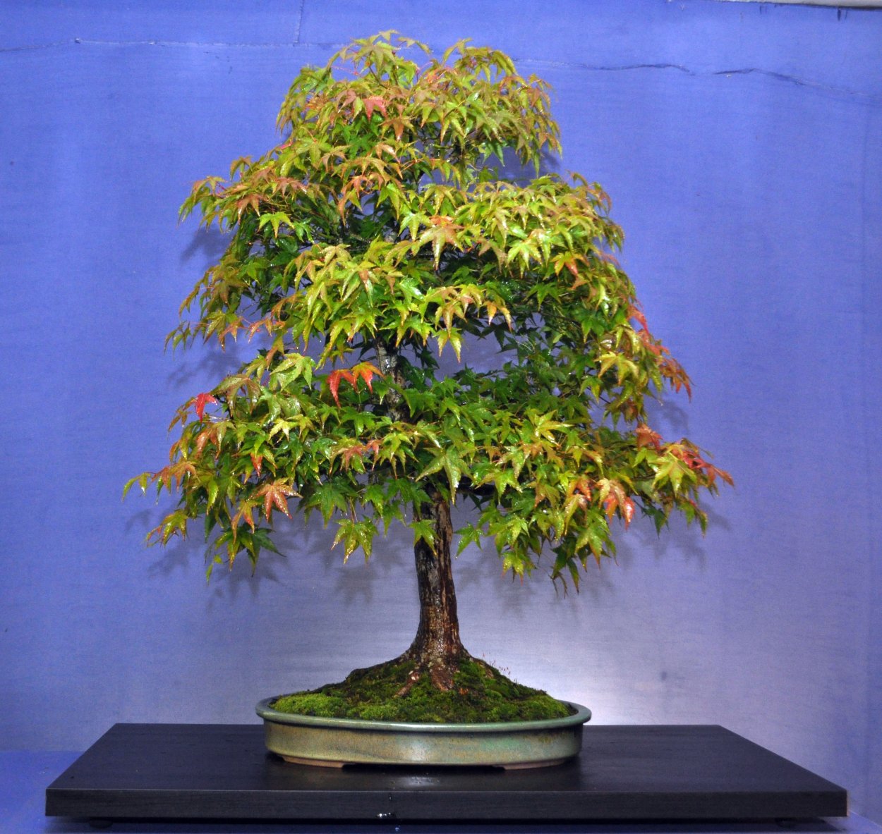 Бонсай канадский клен