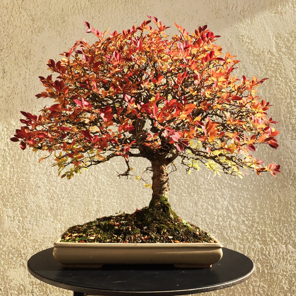 Клен остролистный Кримсон сентри